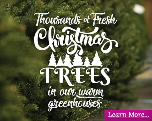 Thousands of Fresh Christmas Trees