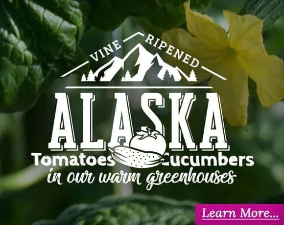 Alaskan Grown Tomatoes and Cucumbers!